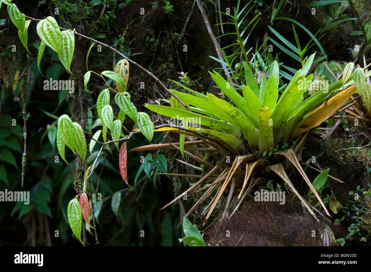 Bromeliad (Bromeliaceae) in cloud forest, Tapanti National Park, Costa Rica Stock Photo