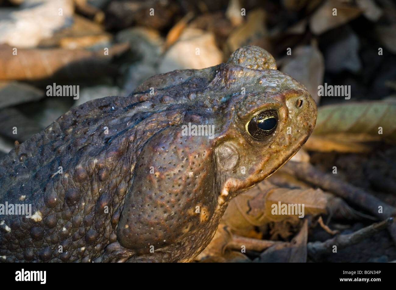 Cane toad (Chaunus marinus / Bufo marinus), Costa Rica Stock Photo