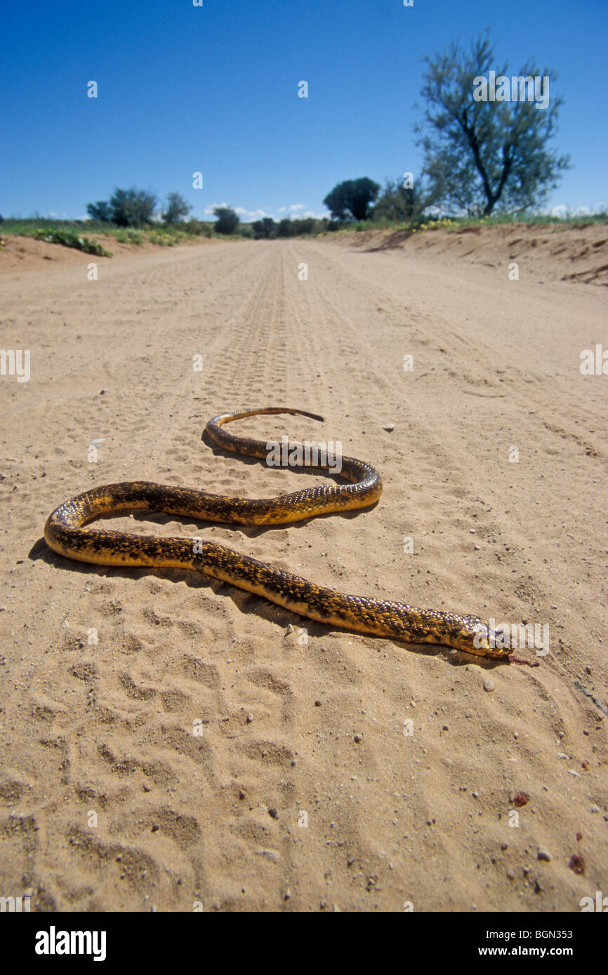 Dead Cape cobra (Naja nivea) roadkill victim by car in the  Kalahari desert, Kgalagadi Transfrontier Park, South Africa Stock Photo