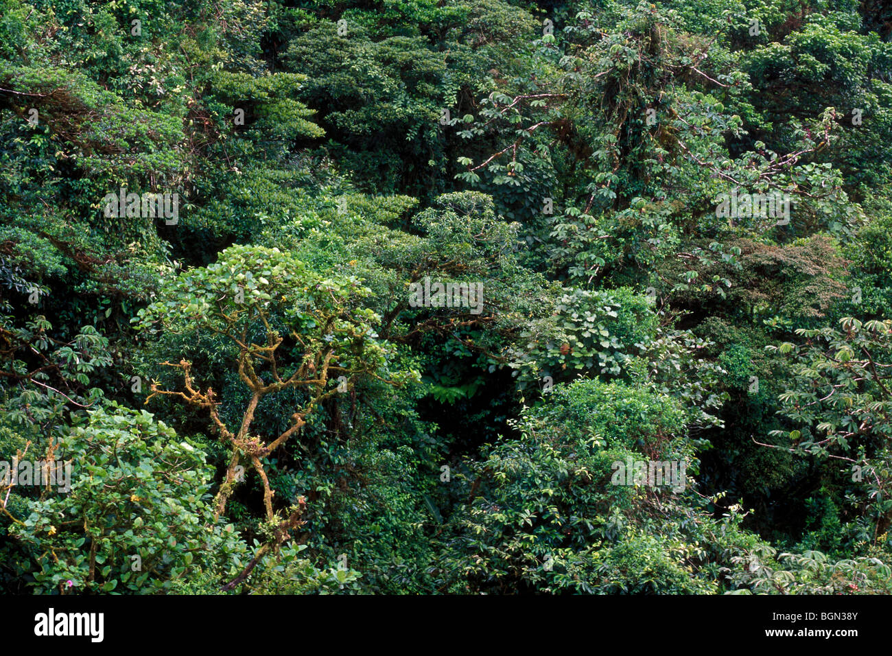 Cloud forest canopy, Monteverde NR, Costa Rica Stock Photo - Alamy