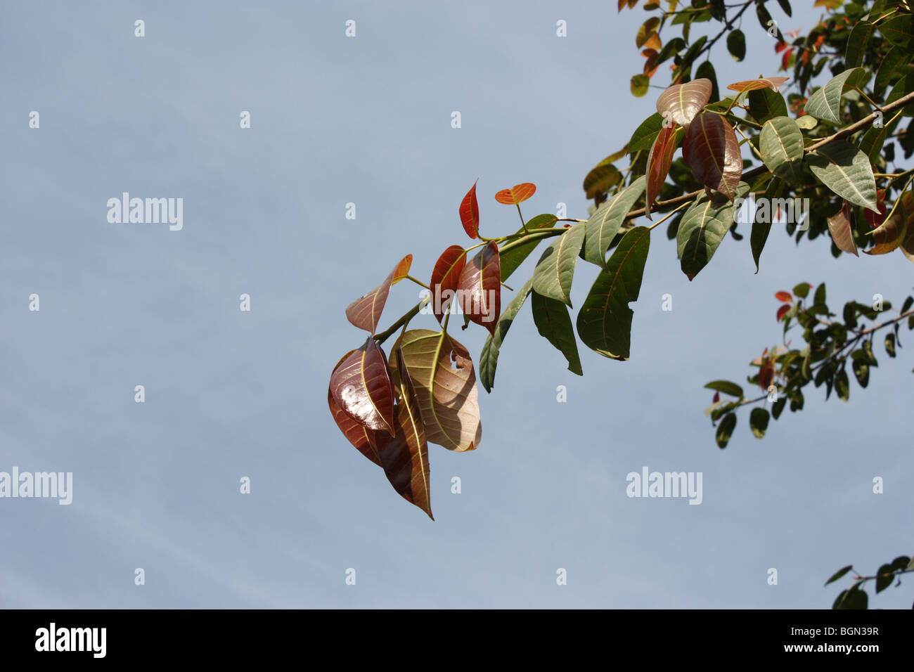 Leaves with sky in background Stock Photo - Alamy