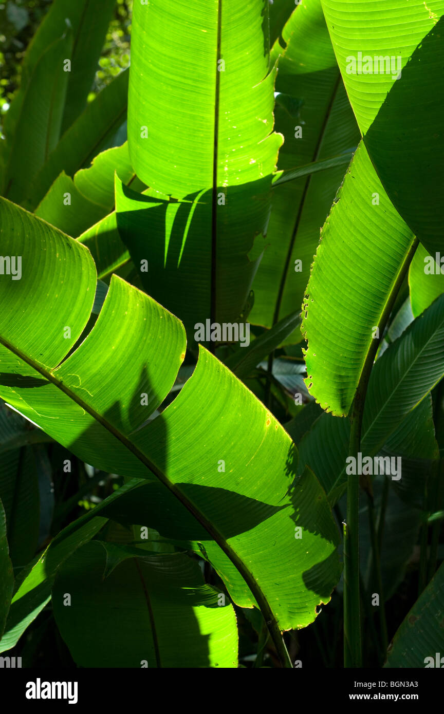 Light and shadows on tropical vegetation in cloud forest, Tapanti NP, Costa Rica Stock Photo