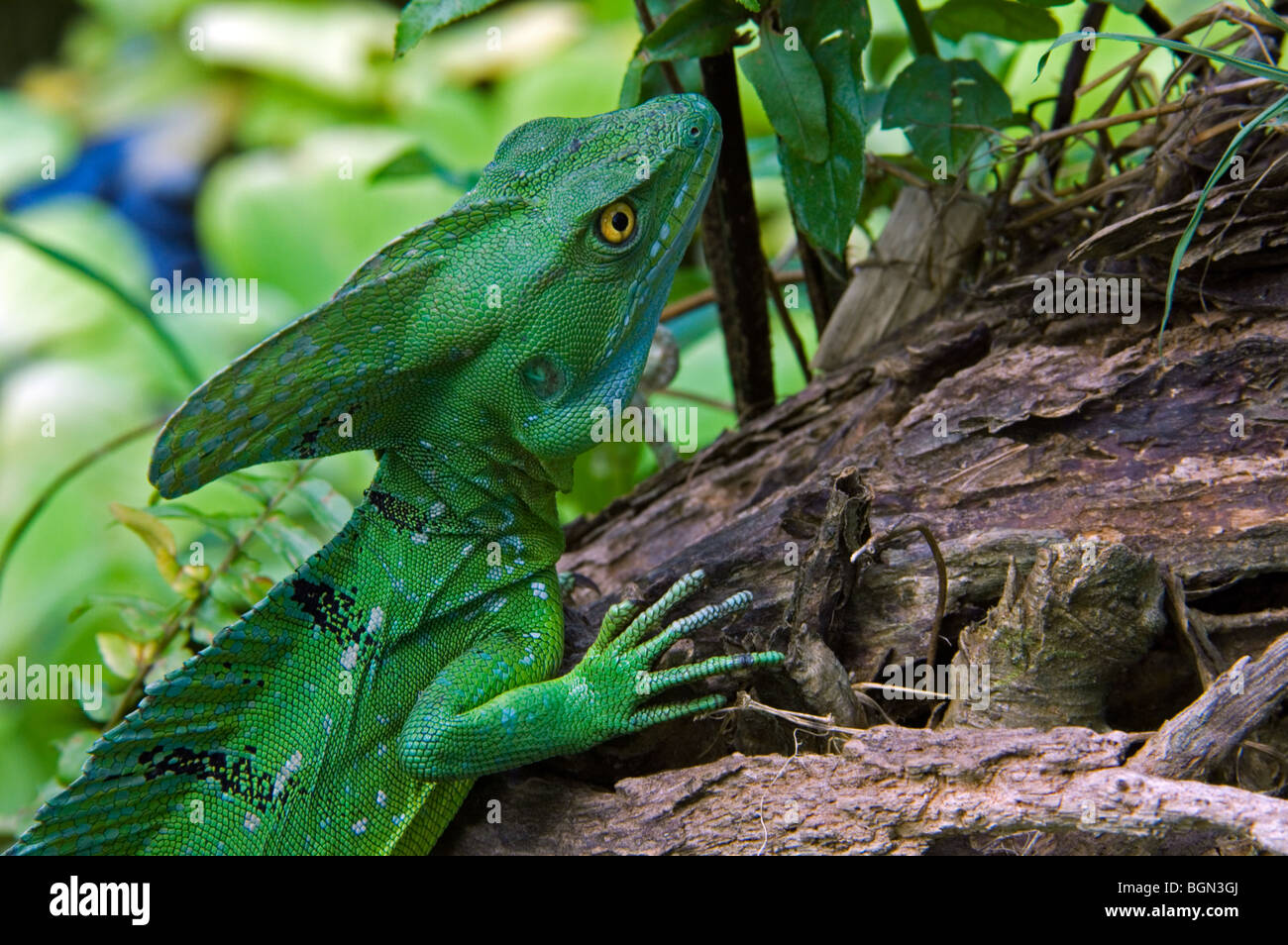 Emerald or Green crested basilisk (Basiliscus plumifrons) near water's edge, Costa Rica Stock Photo
