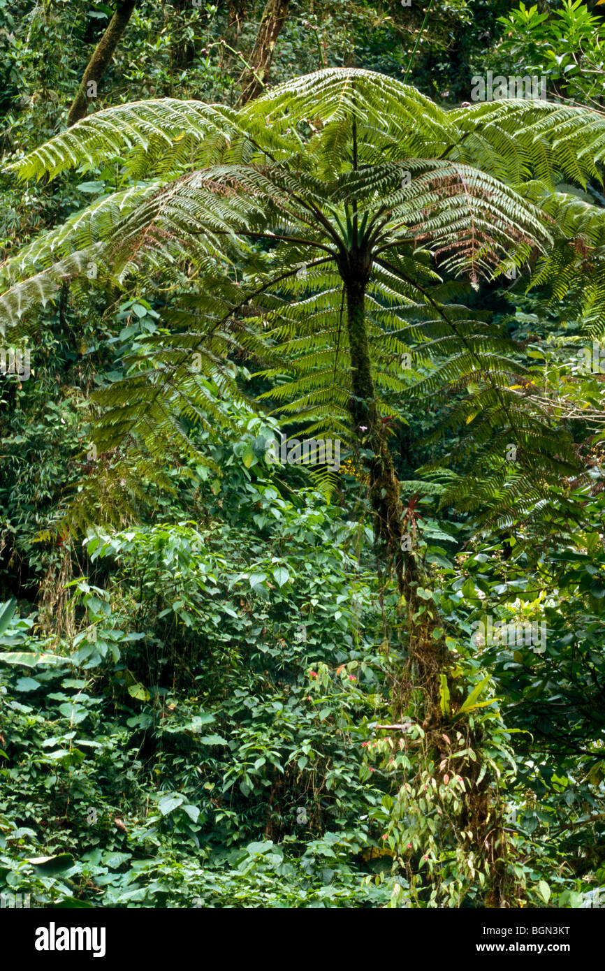 Giant tree fern (Cyatheaceae) in nevelwoud, Tapanti NP, Costa Rica Stock Photo