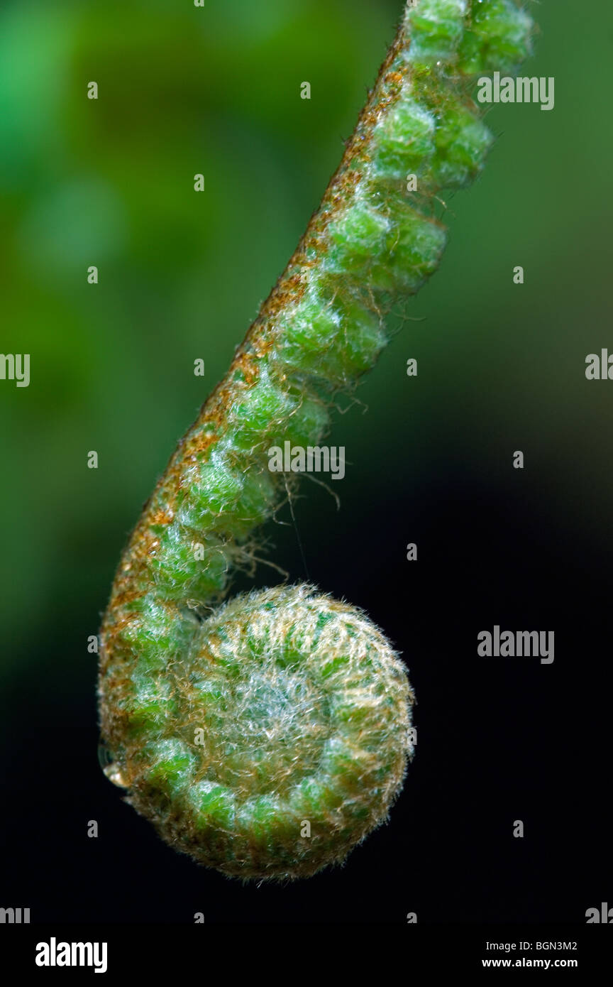 Fern unfurling fronds in cloud forest, Tapanti National Park, Costa Rica, Central America Stock Photo