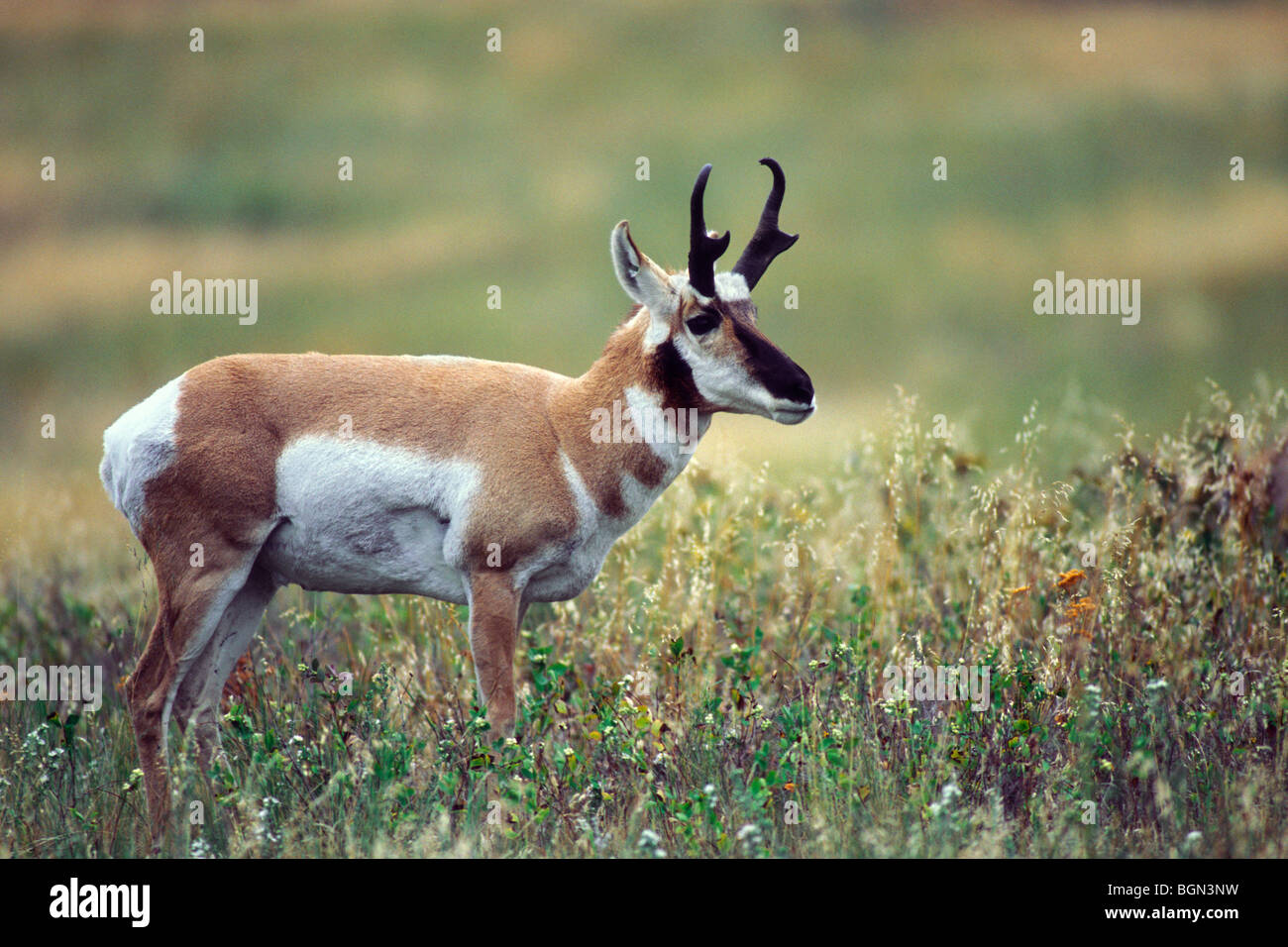 Pronghorn Antelope Antilocapra Americana Yellowstone National Park 