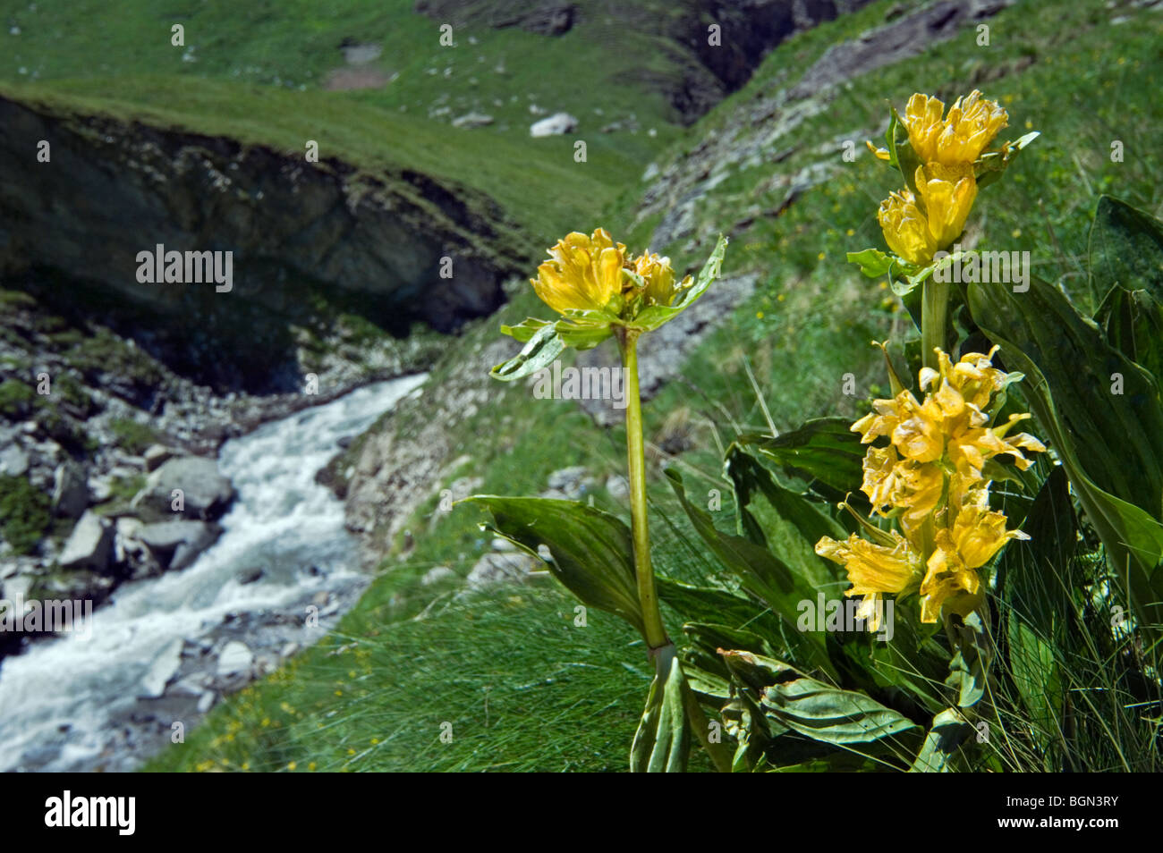Spotted gentian (Gentiana punctata) along mountain stream in the Alps, France Stock Photo