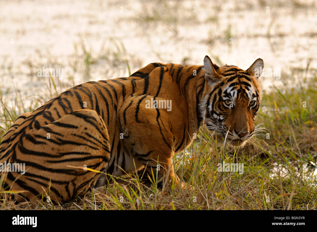 Size in the bengal tiger (Panthera tigris tigris) by TheModes on