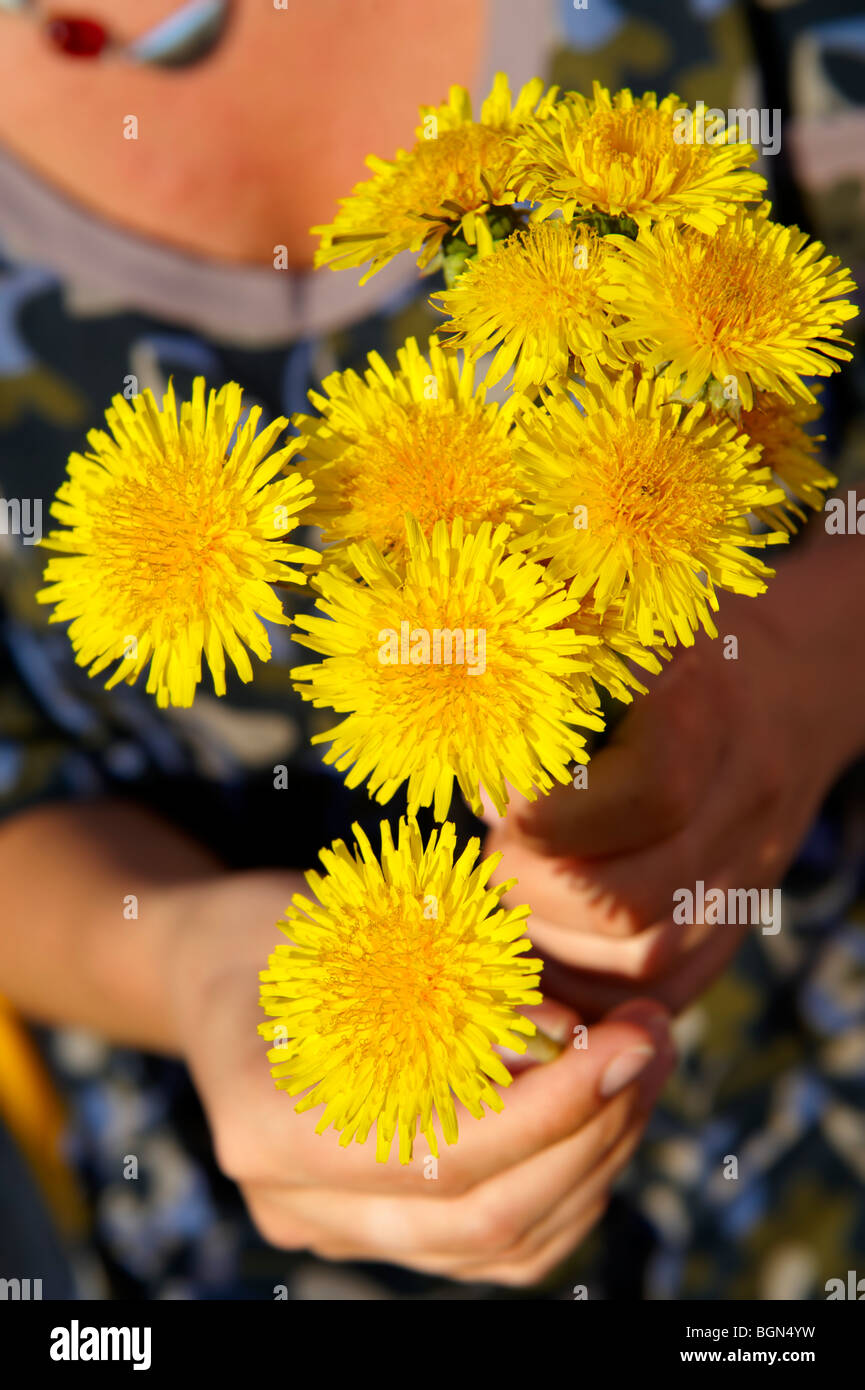 Bunch of dandelions being picked in the late spring Stock Photo