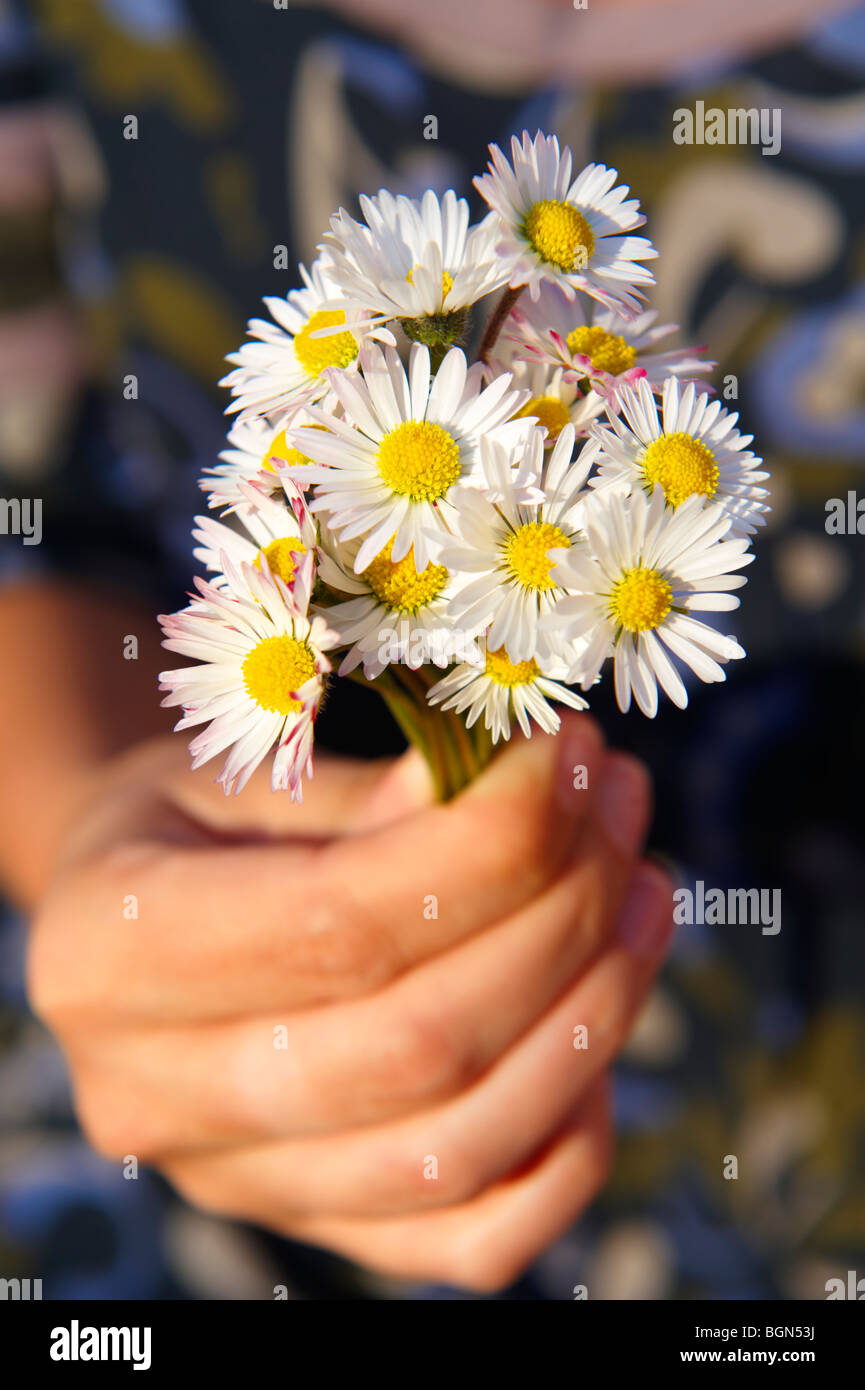 Bunch of daisies flowers being picked in the late spring Stock Photo