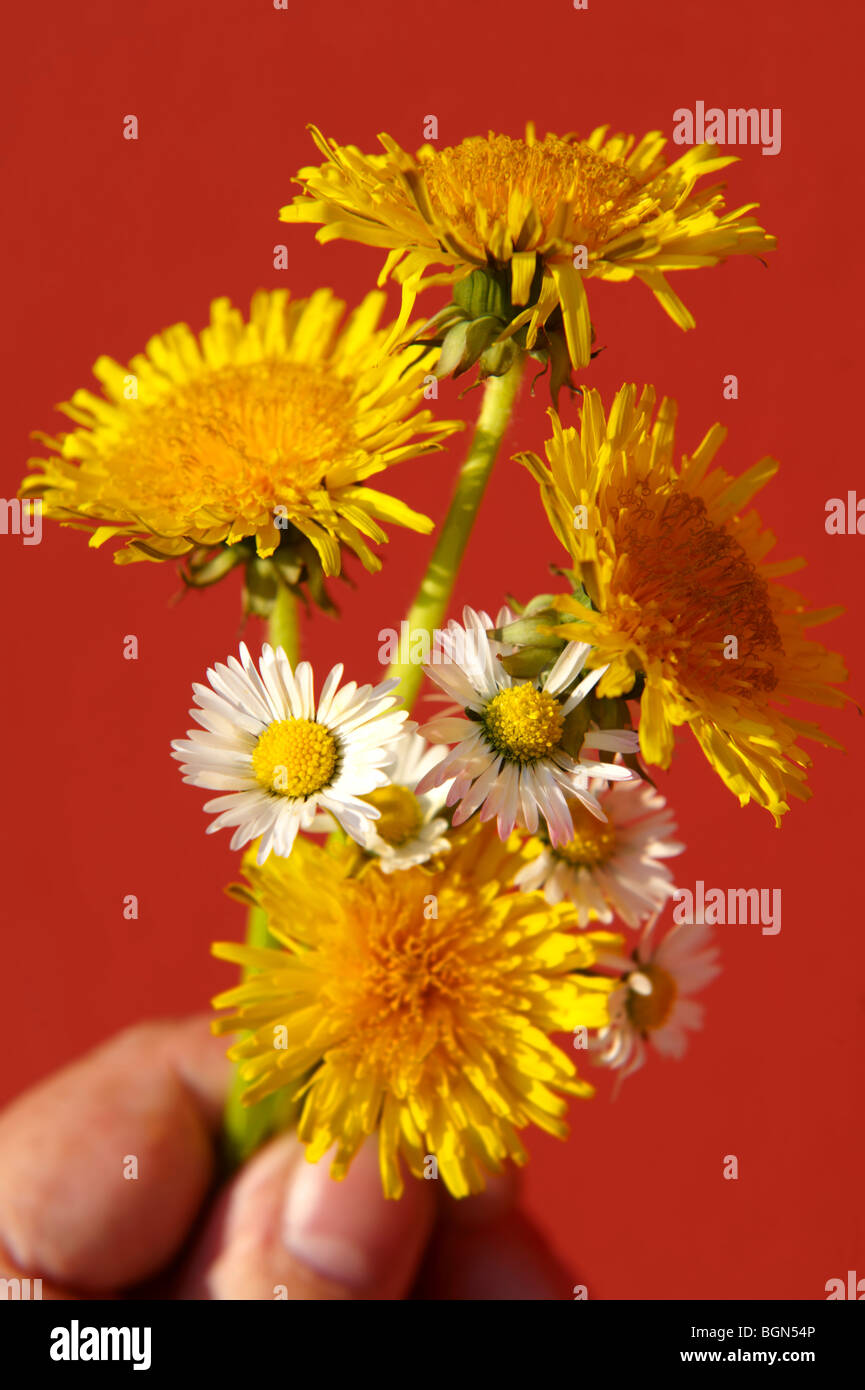 Bunch of dandelions and daisies flowers being picked in the late spring Stock Photo