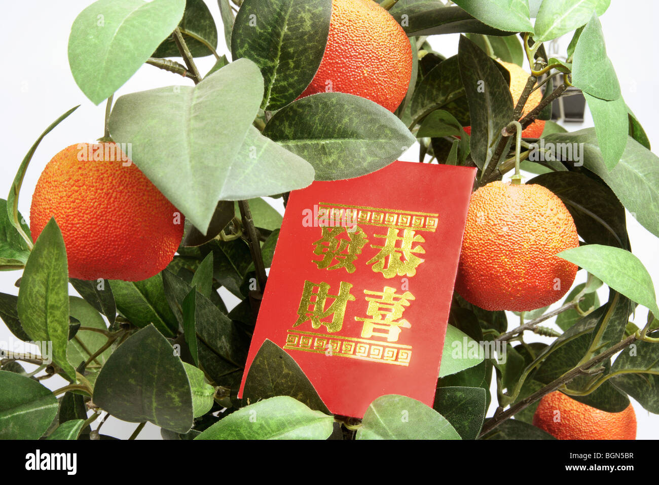 Tangerine Plant with Red Packet Stock Photo Alamy