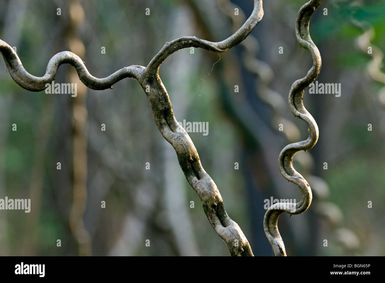Lianas in tropical forest, Palo Verde National Park, Costa Rica, Central America Stock Photo
