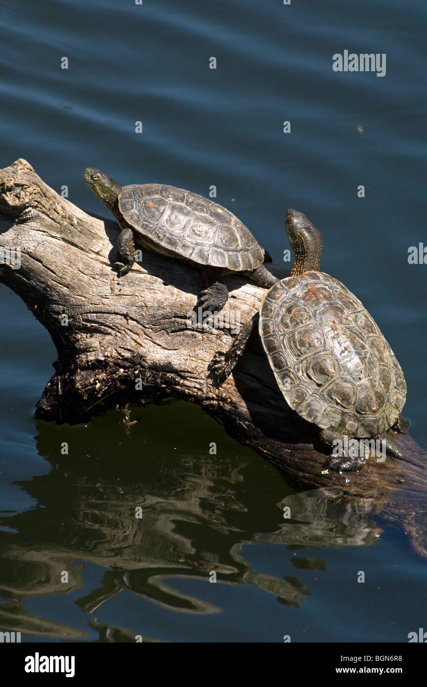 Spanish terrapins / Mediterranean pond turtles (Mauremys leprosa) basking in the sun on log in lake, Extremadura, Spain Stock Photo