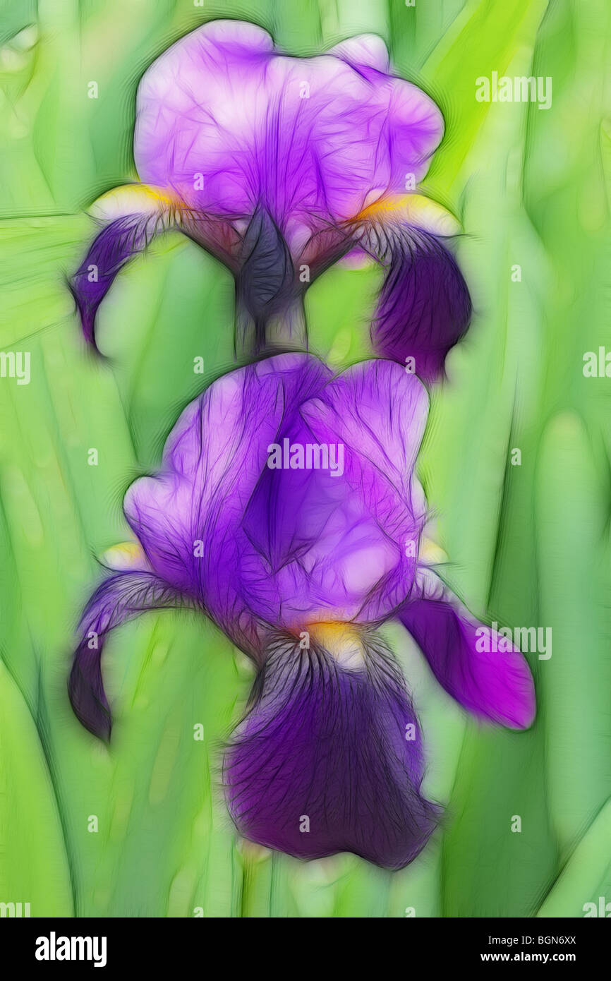 Bearded iris bulb planting hi-res stock photography and images - Alamy