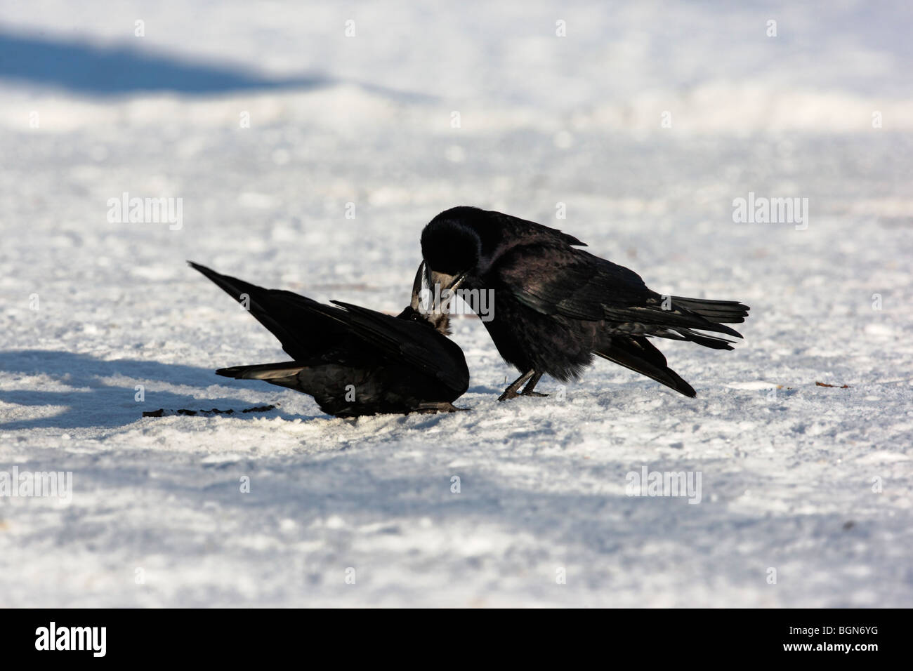 Rook couple hi-res stock photography and images - Alamy