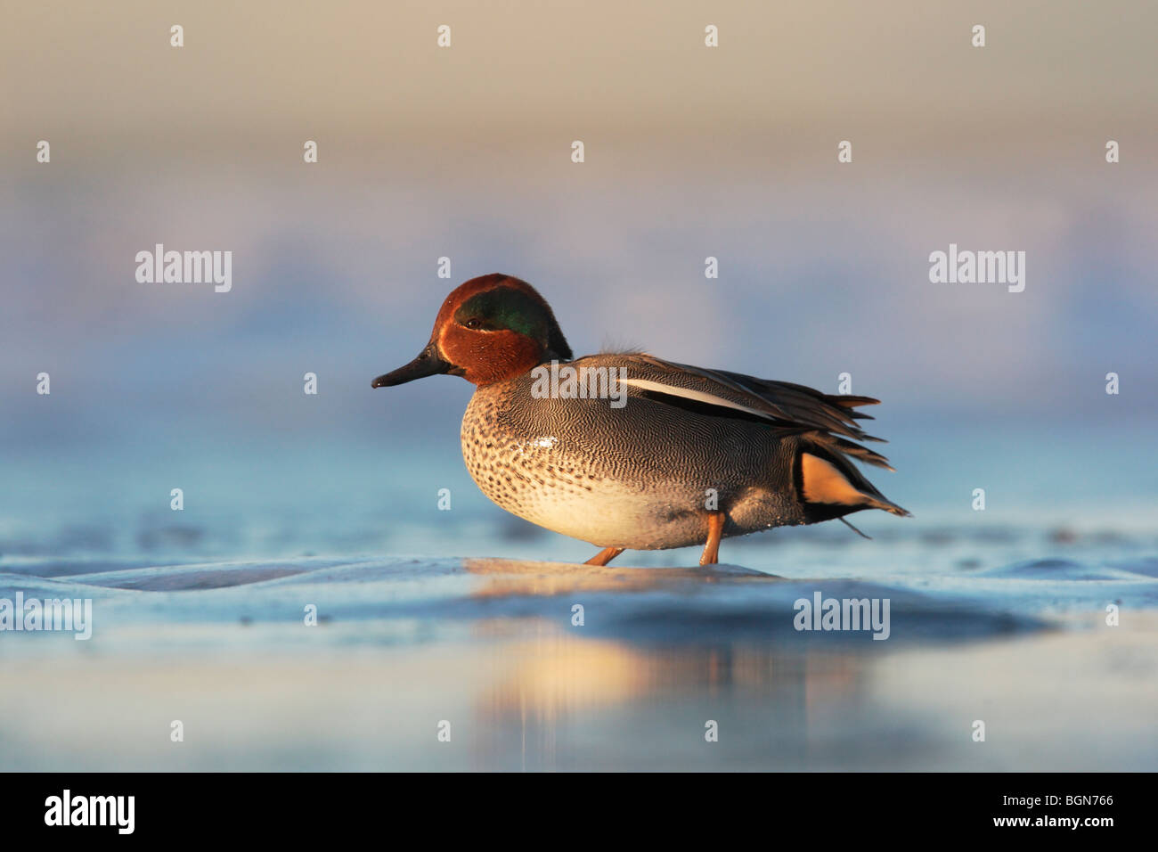 Teal, Anas crecca, single male standing on frozen beach by sea, Lothian, Scotland, winter 2009 Stock Photo