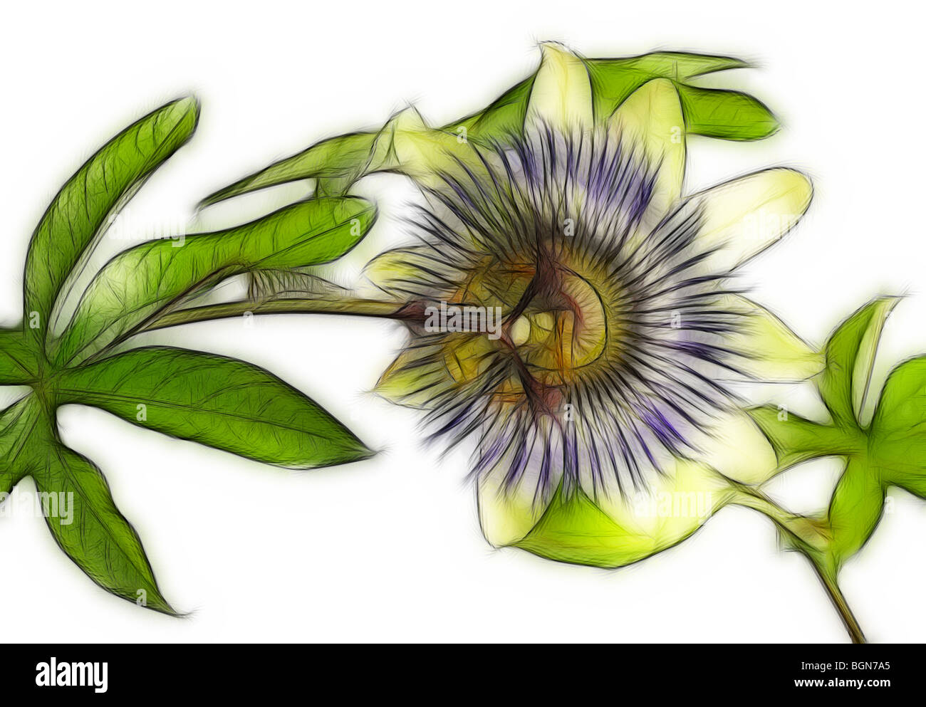 Photo illustration:  Passion flower on a white background in a studio setting Stock Photo