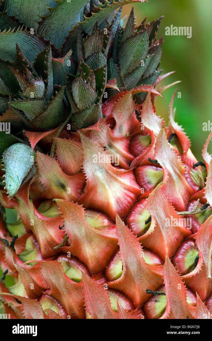 Pineapple (Ananas comosus) close up, Costa Rica Stock Photo Alamy