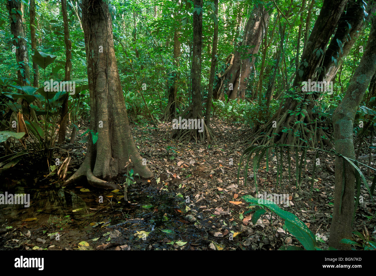 Jungle habitat with fig trees (Ficus sp.) in tropical cloud forest