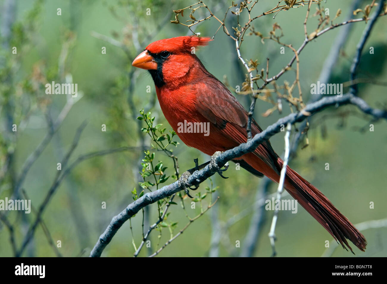 Northern cardinal (Cardinalis cardinalis) male perched in shrub, Sonoran desert, Arizona, US Stock Photo