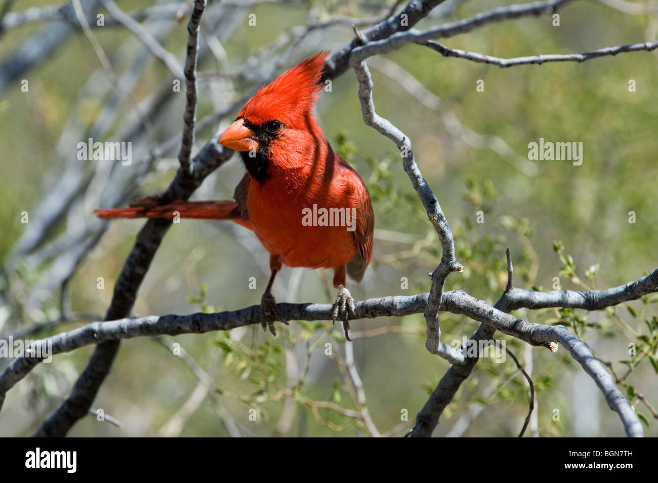 Northern cardinal (Cardinalis cardinalis) male perched in shrub, Sonoran desert, Arizona, USA Stock Photo