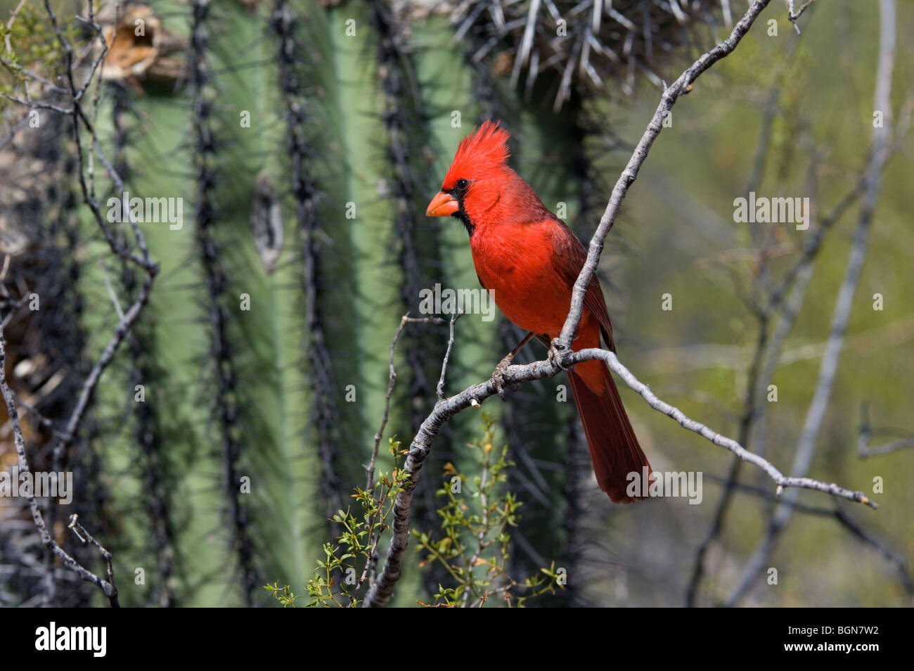 Northern cardinal (Cardinalis cardinalis) male in front of Saguaro cactus (Carnegiea gigantea), Sonoran desert, Arizona, US Stock Photo