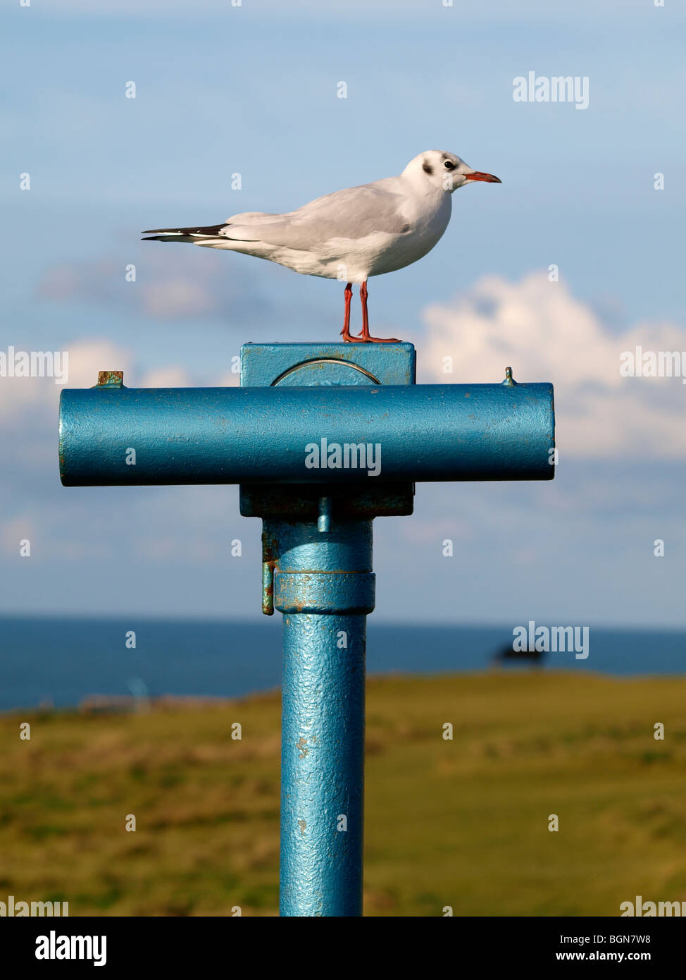 Seagull stood on a beach side telescope, Cornwall Stock Photo