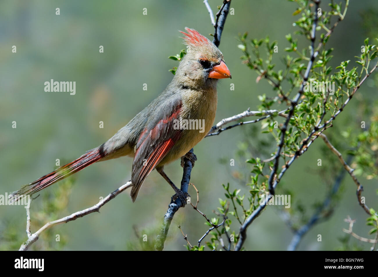 Northern cardinal (Cardinalis cardinalis) female perched in shrub, Sonoran desert, Arizona, US Stock Photo