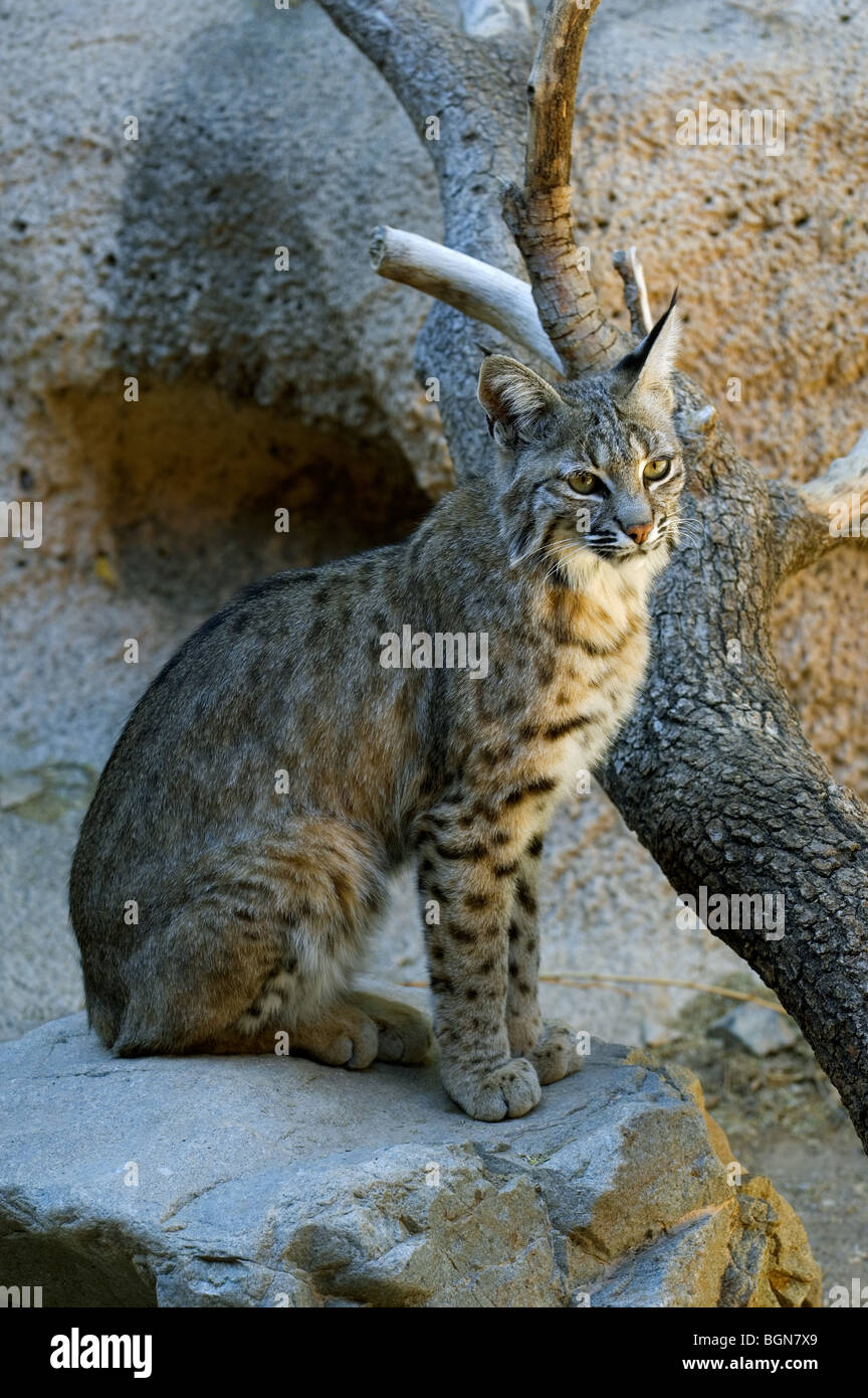 North American bobcat (Lynx rufus / Felis rufus) portrait in the Sonora desert, Arizona, US Stock Photo