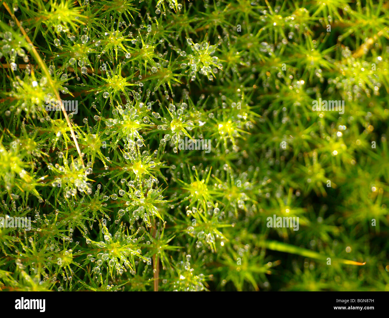 Close up of water droplets on plants. Stock Photo