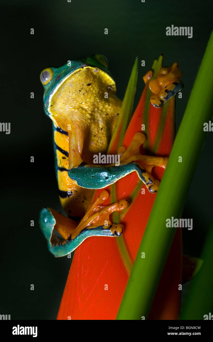Splendid leaf frog (Agalychnis calcarifer) on heliconia, Costa Rica Stock Photo