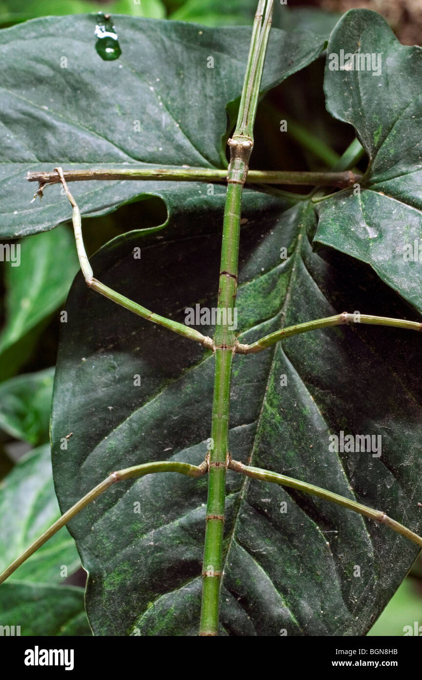 Green walking stick insect (Phasmatoptera) camouflaged on leaf in cloud