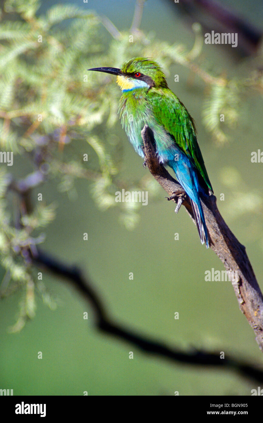 Swallow-tailed bee-eater (Merops hirundineus) in the Kalahari desert ...
