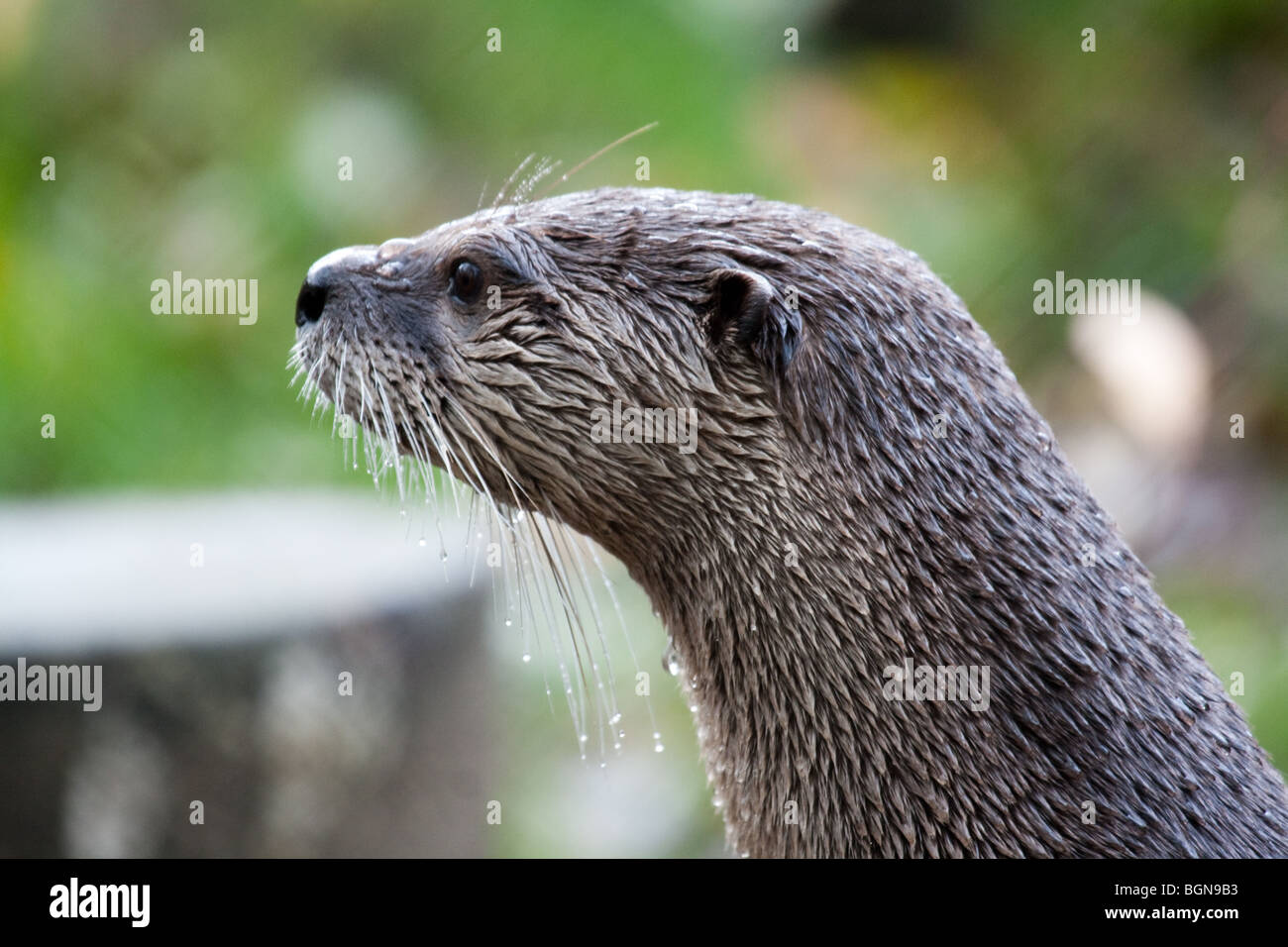 Otter profile hi-res stock photography and images - Alamy Otter profile hi-res stock photography and images - Alamy