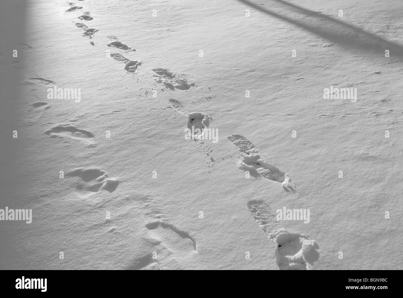 FOOTPRINTS IN THE SNOW Stock Photo Alamy