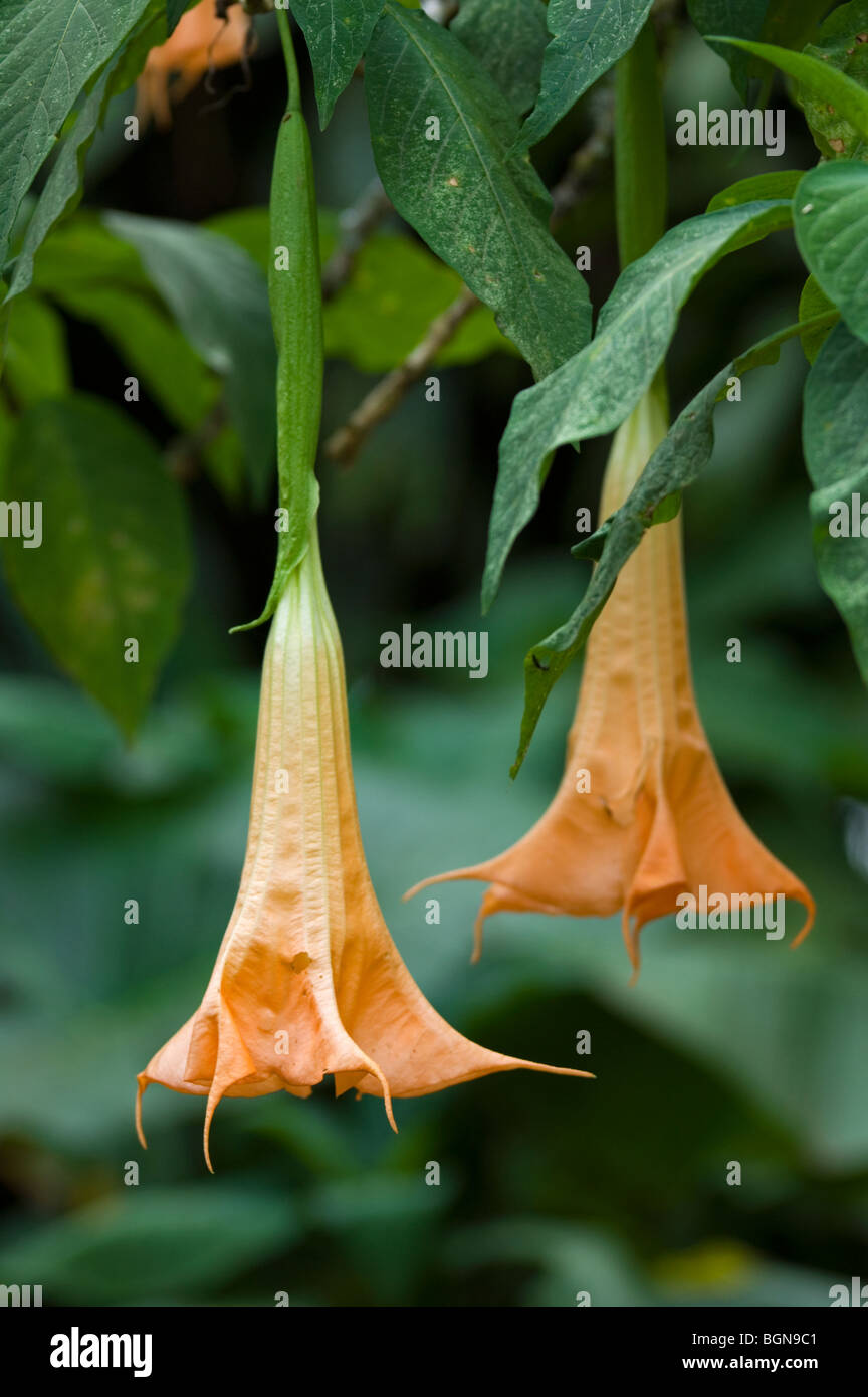 Angel's trumpet flowers (Brugmansia) flowering in tropical rainforest