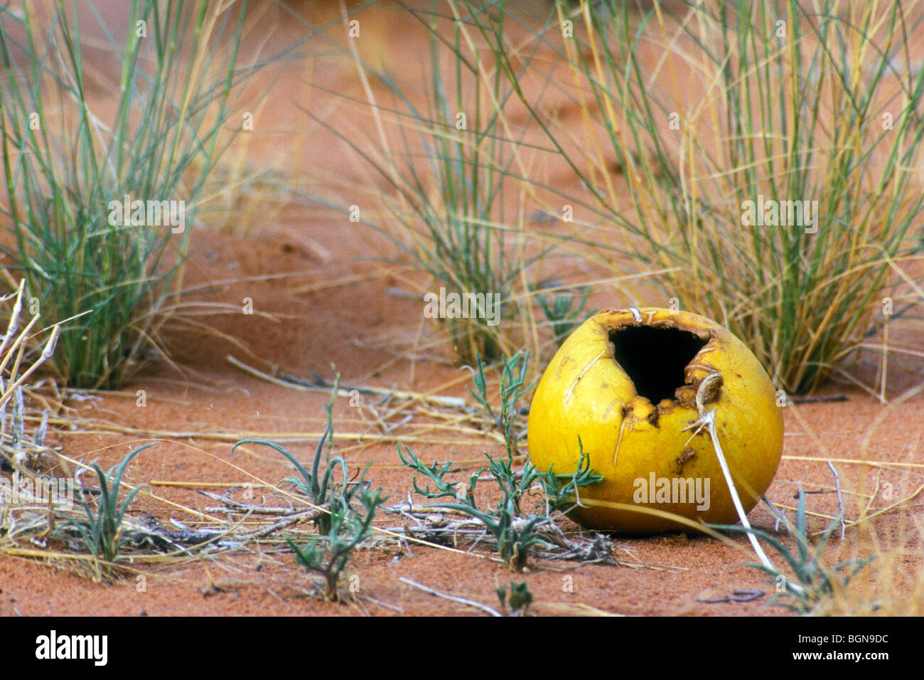 Tsamma melon / bitter wooly melon (Citrullus lanatus) eaten by rodents