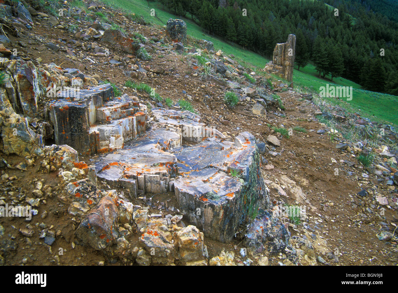 Petrified tree at Specimen Ridge, Yellowstone NP, Wyoming, USA Stock