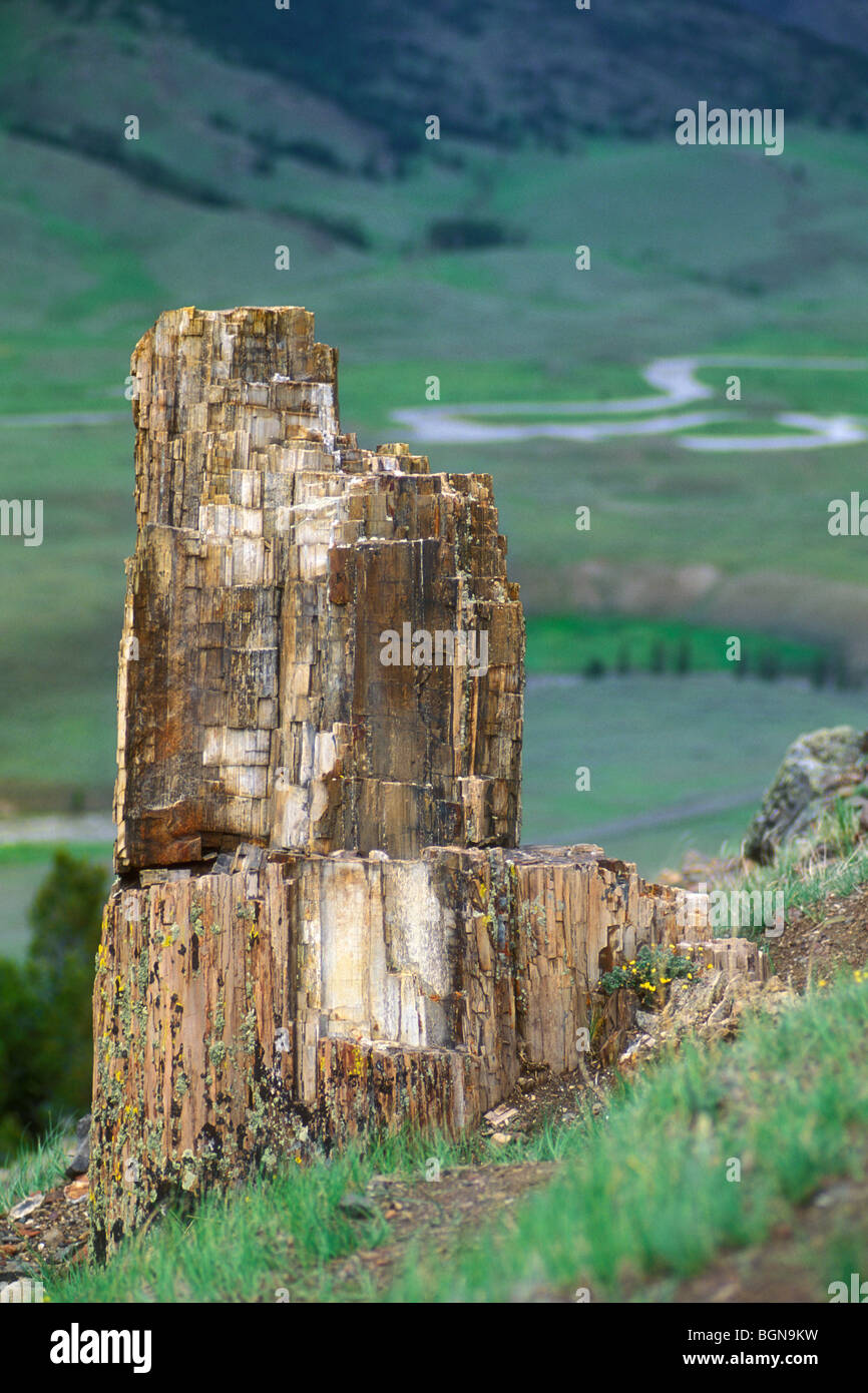 Petrified tree at Specimen Ridge, Yellowstone NP, Wyoming, USA Stock Photo Alamy