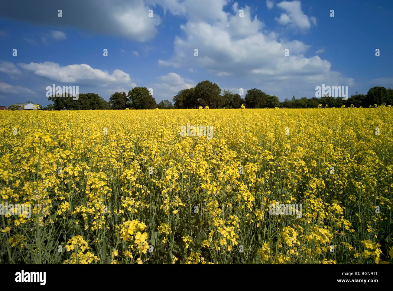 A field of oil seed rape Stock Photo - Alamy