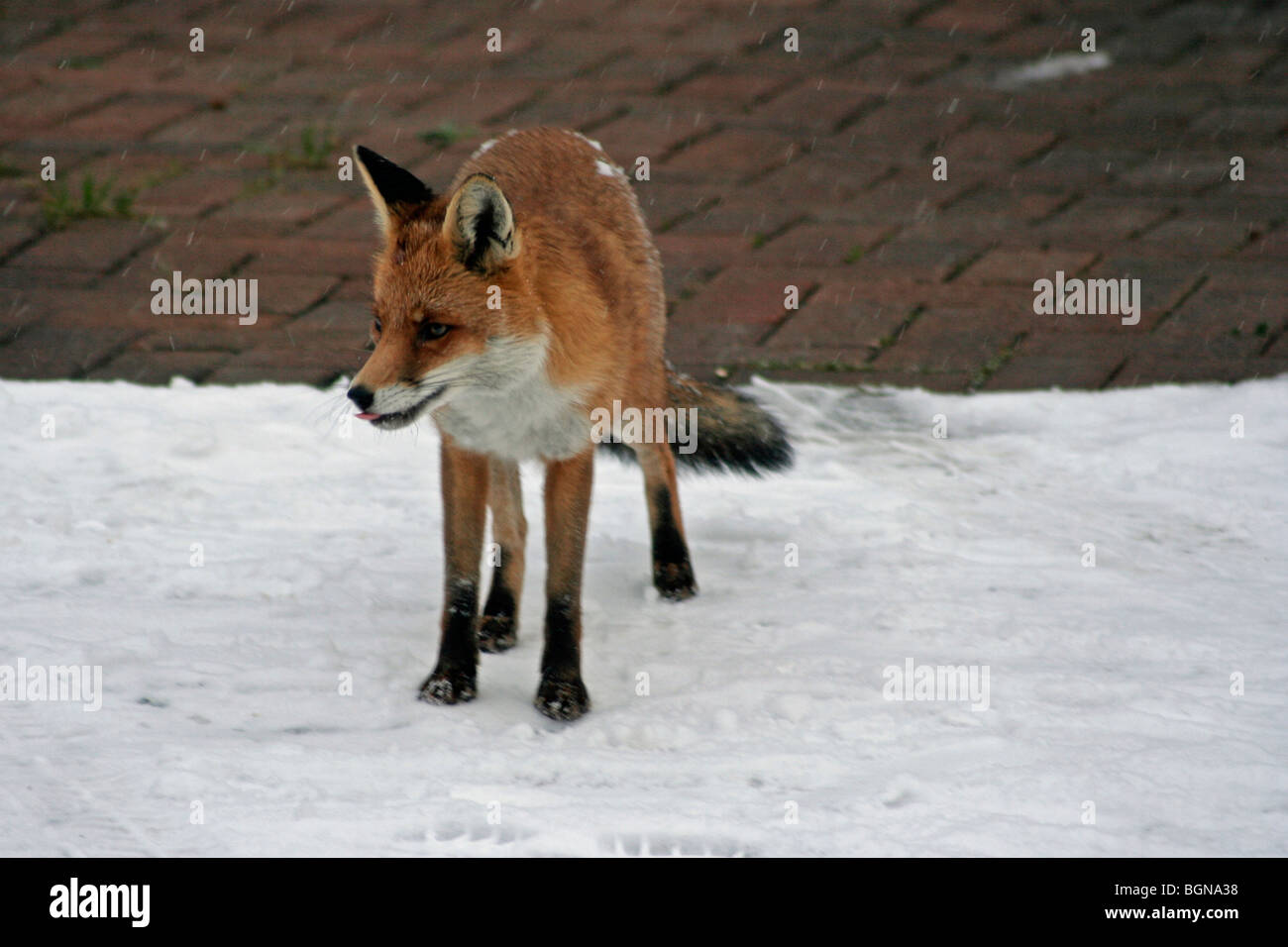Urban fox scavenging in the 2010 Freeze Stock Photo