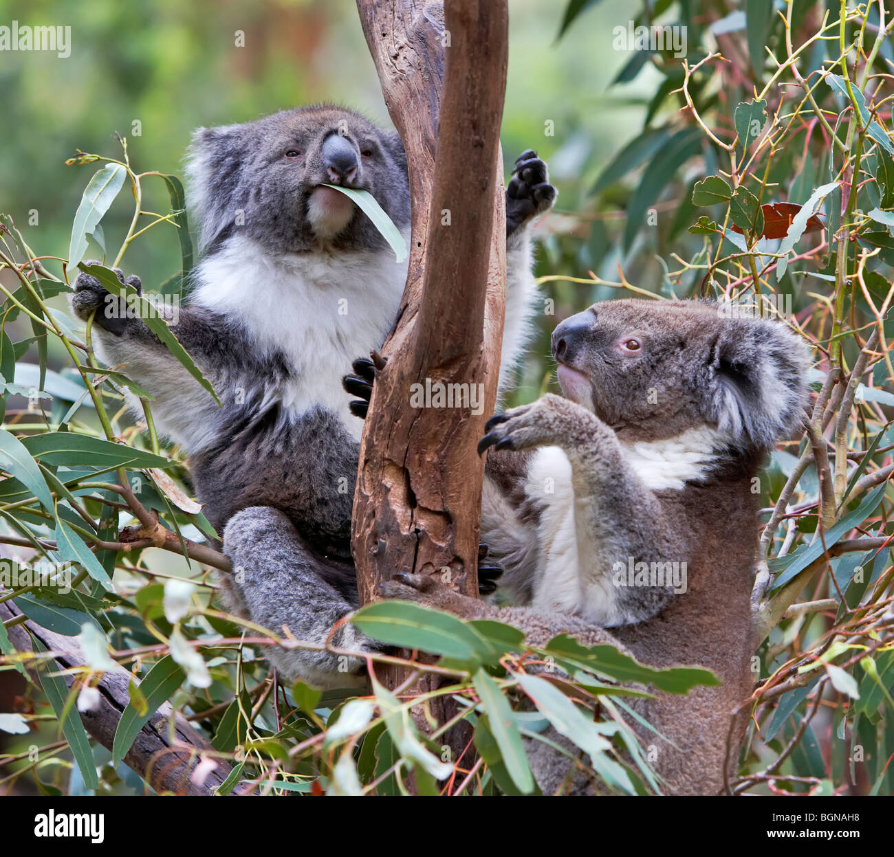 Australian Koala Bears Stock Photo Alamy