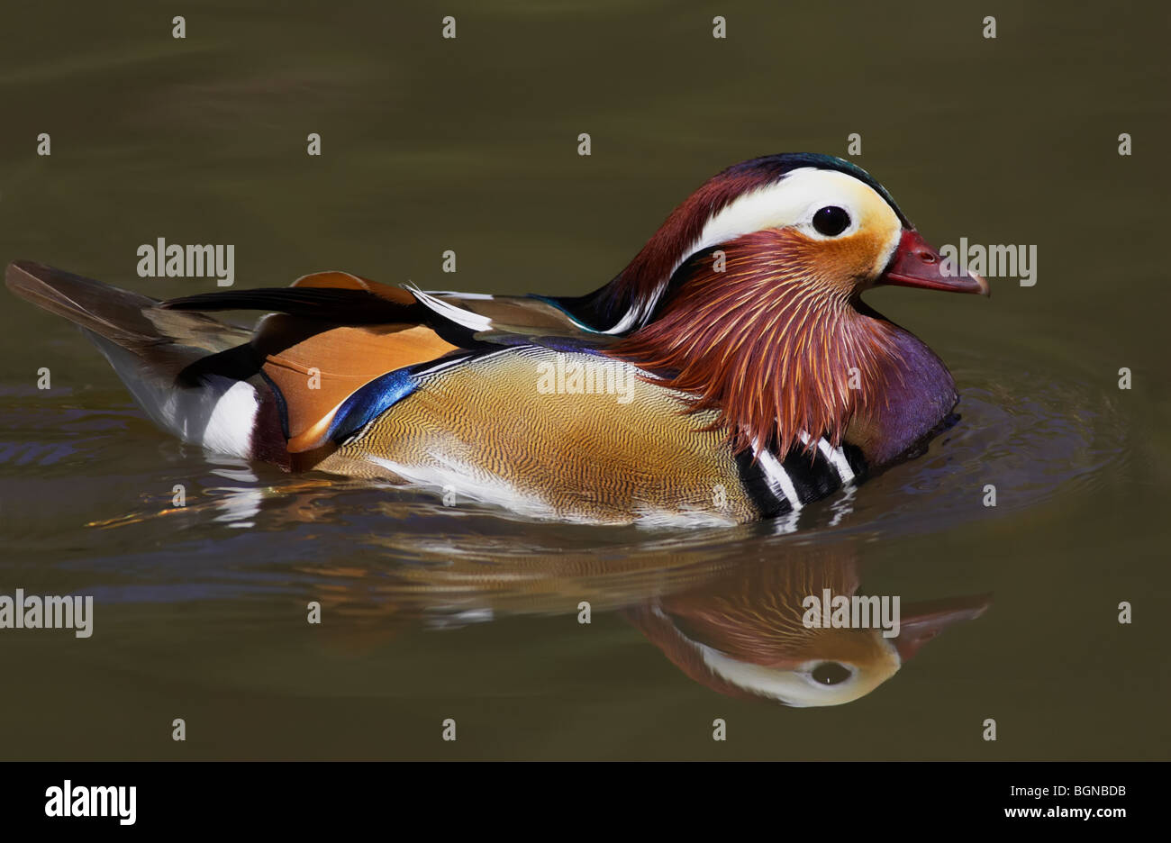 Mandarin Duck Stock Photo