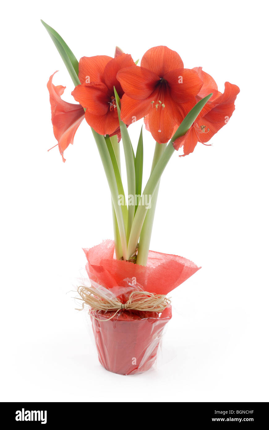 Knight's Star Amaryllis Hippeastrum in gift wrapping Stock Photo