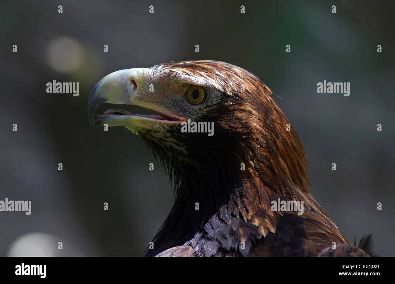 Australian Wedge Tail Eagle Stock Photo