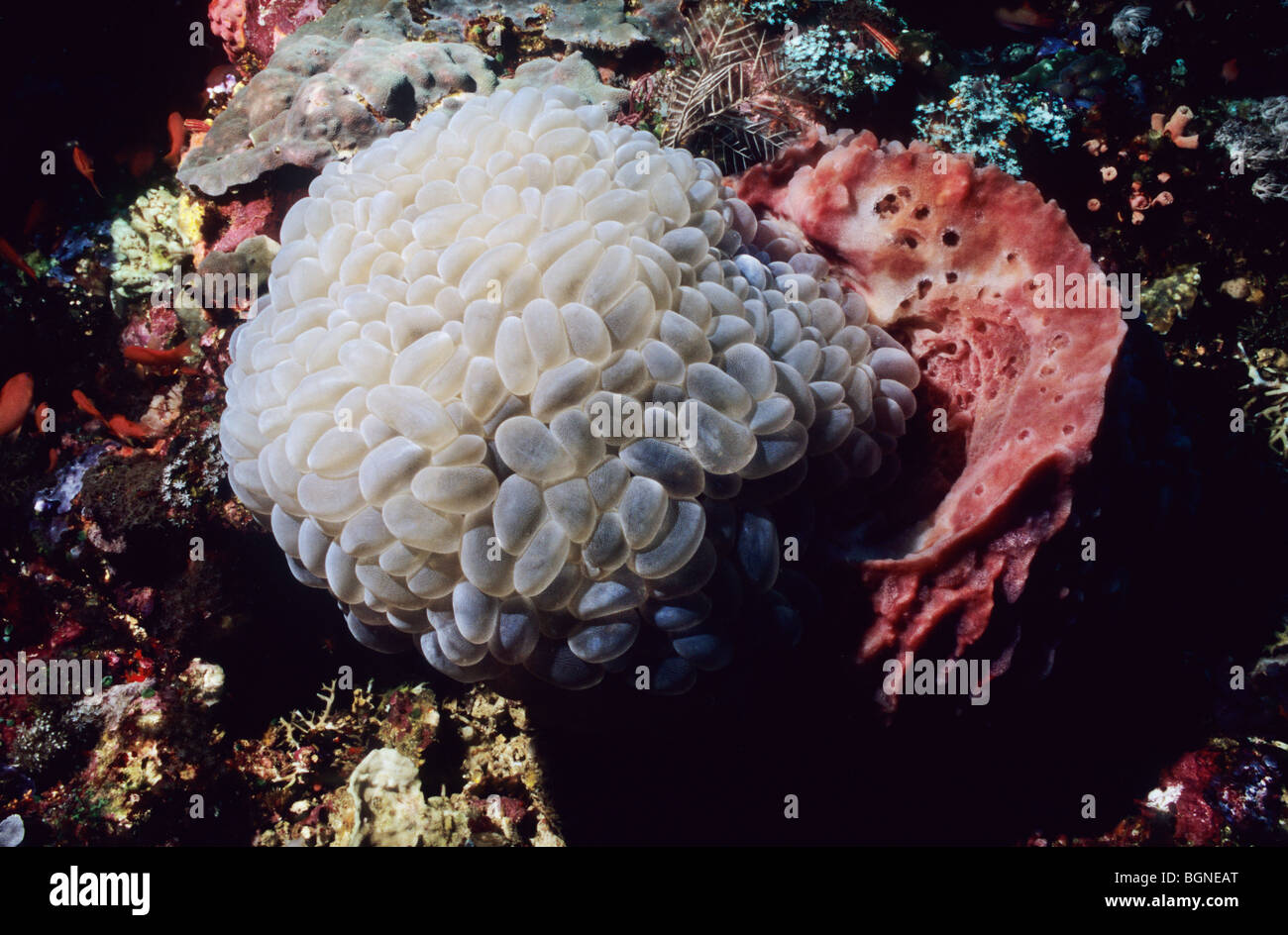 Bubble coral. Zoantharia. Caryophylliidae. Amazing underwater marine life in the Flores sea, near Komodo. Indonesia. Stock Photo