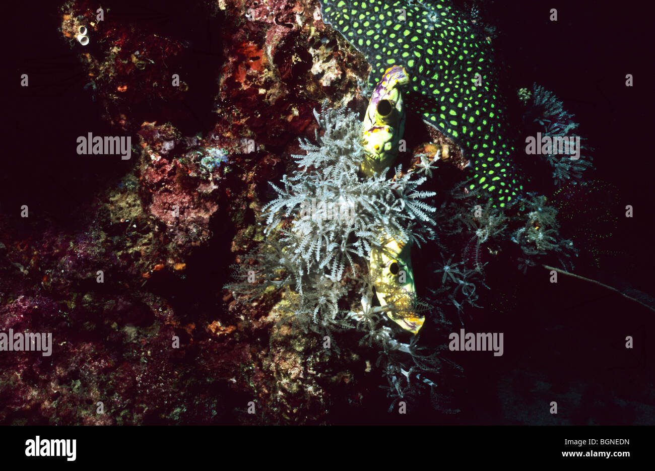 Coral and Sea Squirts. Amazing underwater marine life in the Flores sea, near Komodo. Indonesia. Stock Photo