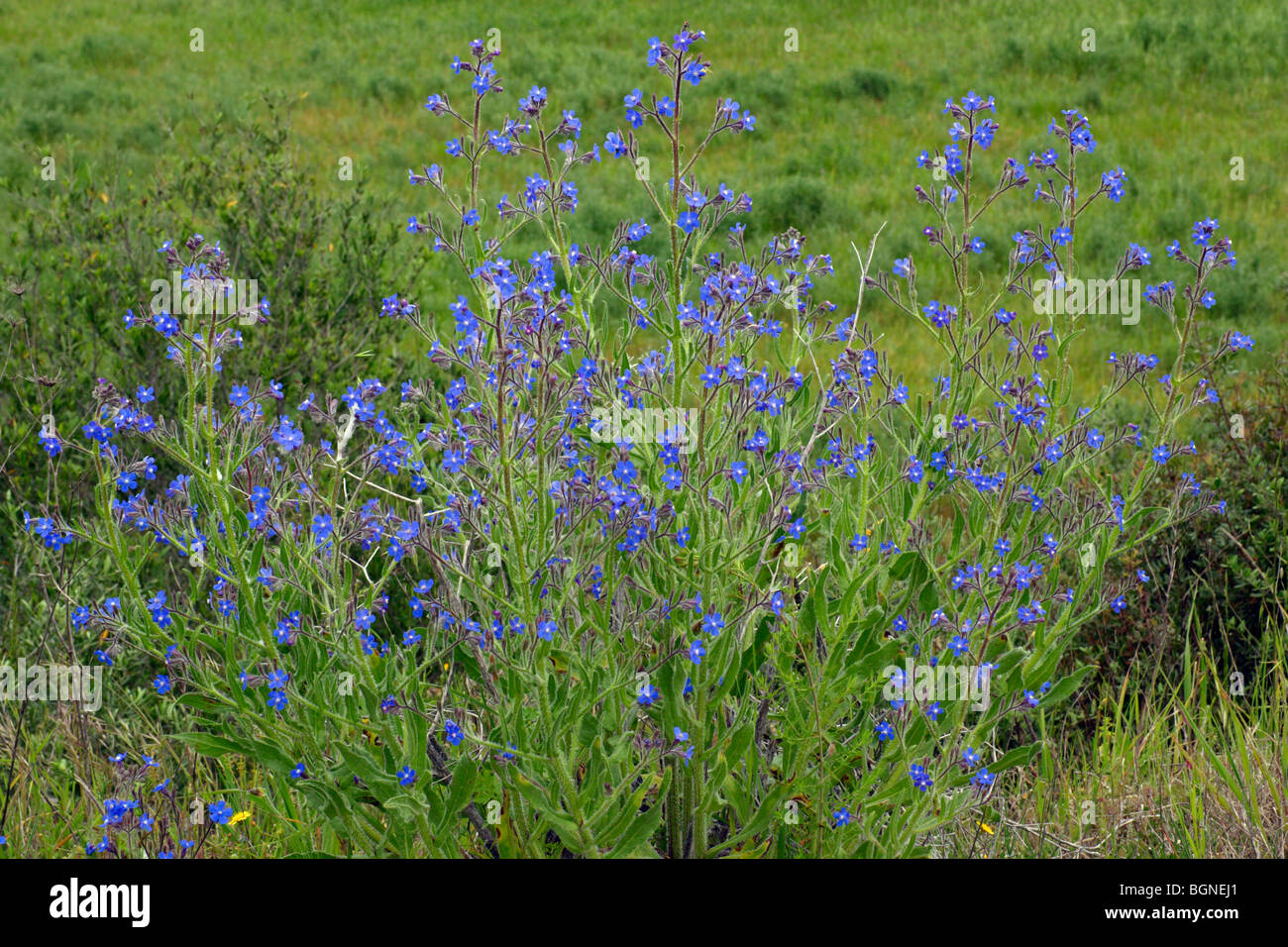 Large Blue Alkanet (Anchusa azurea) Stock Photo