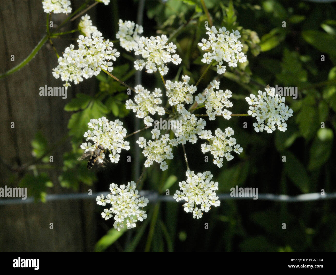 Rough Chervil, chaerophyllum temulum Stock Photo